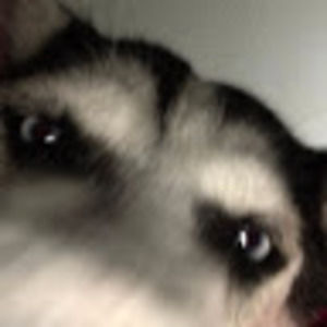 Meet your Posher, Bella